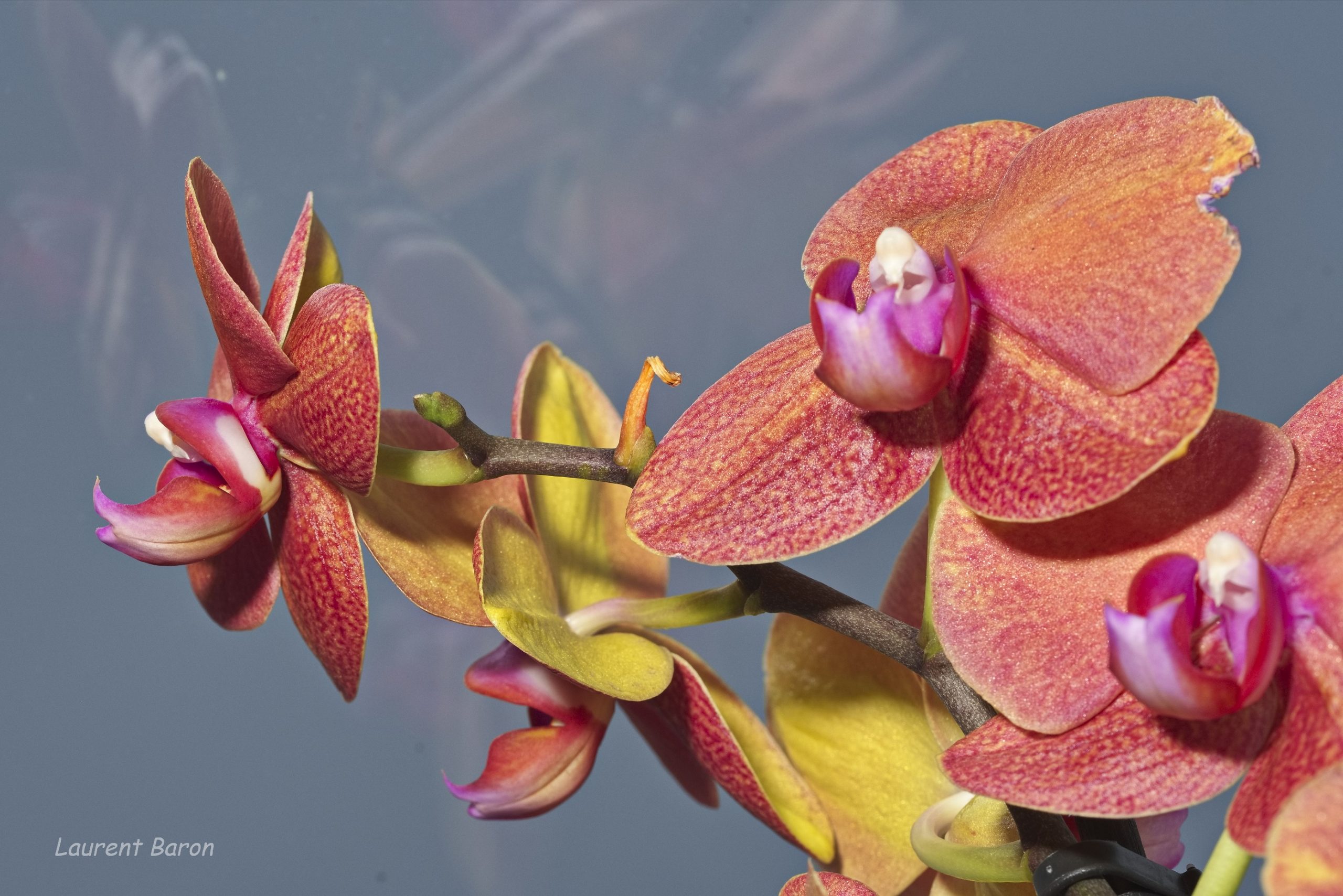 NIKON D500 - _DSC5786_D1